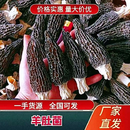 随县新货羊肚菌产地直销批发新鲜烘干头茬羊肚菌土特产礼盒菌菇包邮
