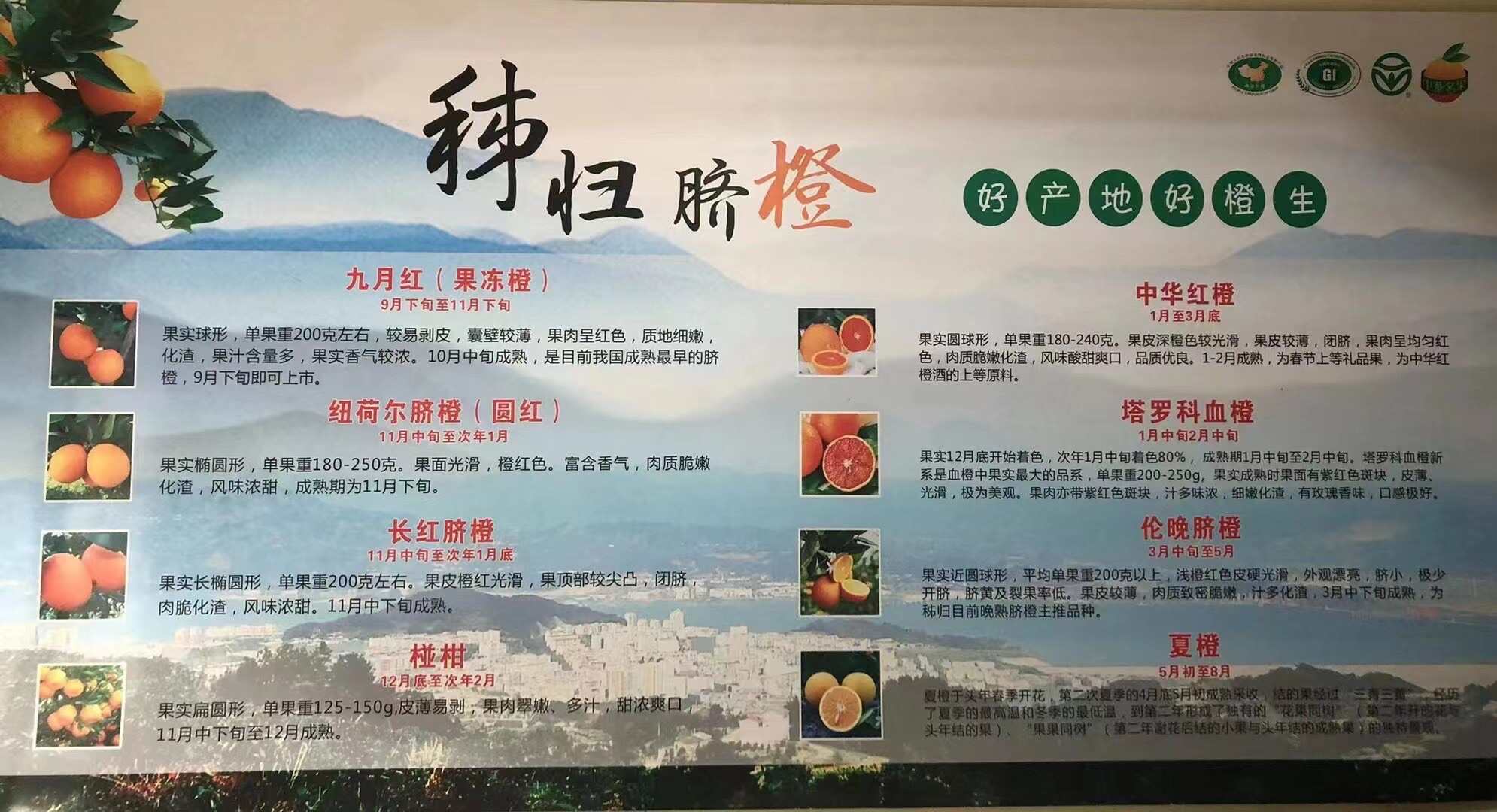 【鲜榨商用果】常年供应鲜榨橙汁儿果，新鲜看的见，橙香浓汁水多