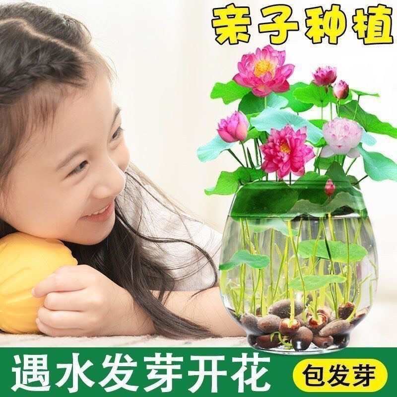 开口莲子种子电商货四季开花水培水养绿植物睡莲荷花无土盆栽花卉