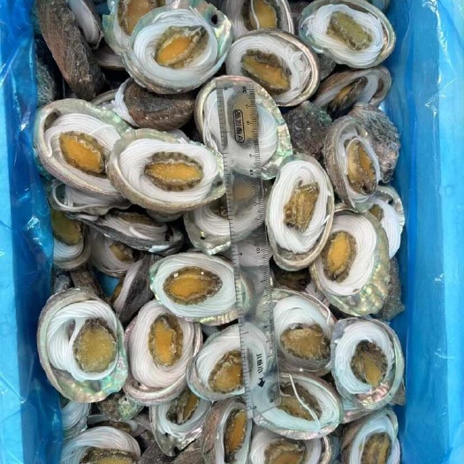 粉丝鲍鱼，烧烤鲍鱼，8/9，9/10，规格，全国接单