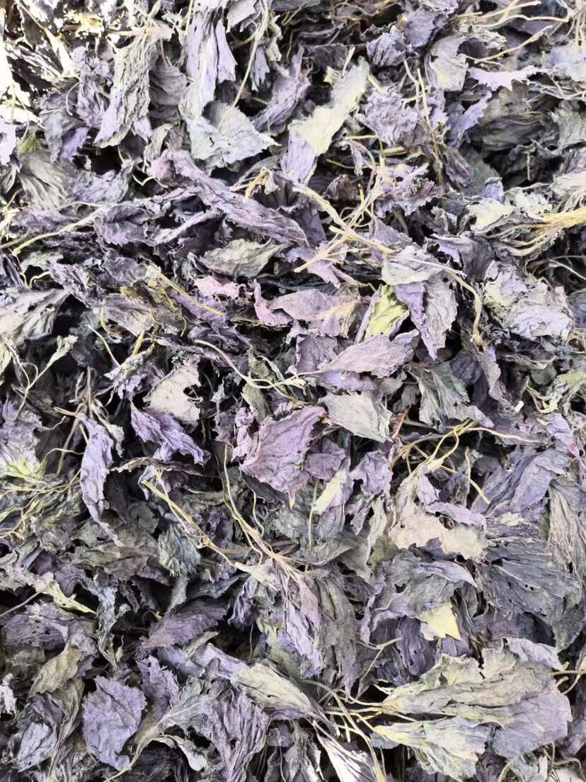 紫苏种子 单面双面全紫苏籽 提供技术指导 种植简单好管理