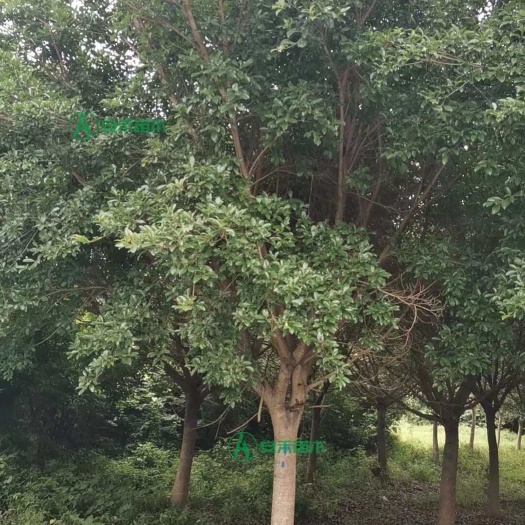小叶红皮榕树 红榕可耐-10°C低温 南方乔木赣南榕绿化树