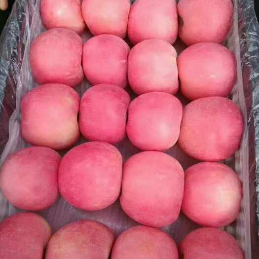 山东红富士苹果出口代加工产地直发保质保量脆甜可口一件代发
