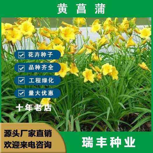 黄菖蒲种子花苗水生植物花卉黄鸢尾苗绿化水栽地栽工程绿化香蒲草
