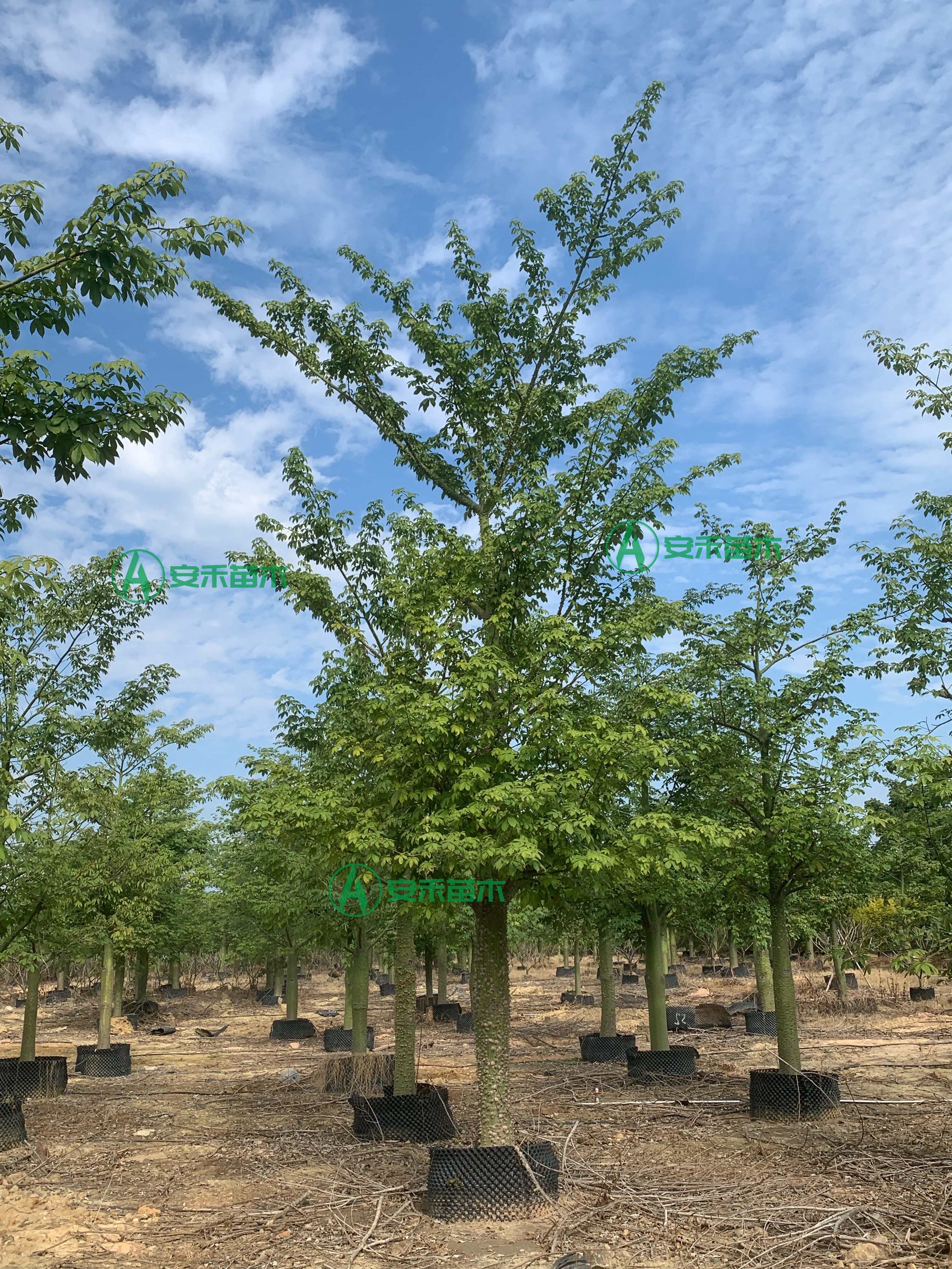 10-35公分美人树 美丽异木棉道路庭院绿化树 广东大腹木棉