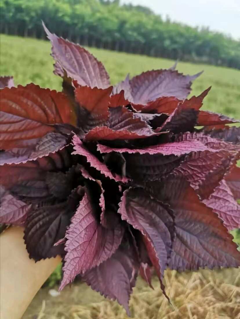 紫苏种子 单面双面全紫苏籽 提供技术指导 种植简单好管理