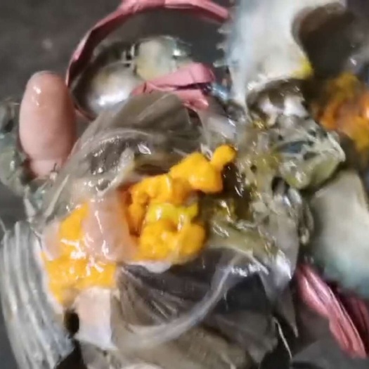 广州特大规格黄羔蟹