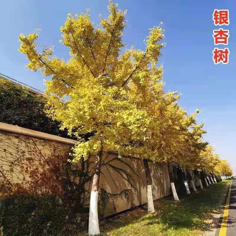 银杏树苗白果树苗，基地直发量大从优