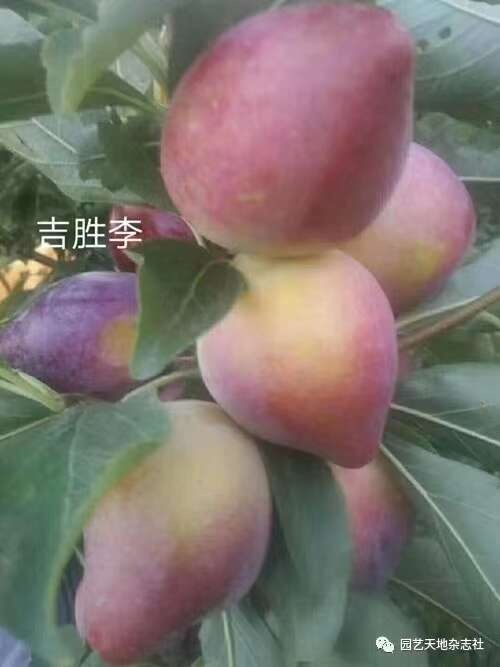 九台晚李苗（吉盛桃李树苗）