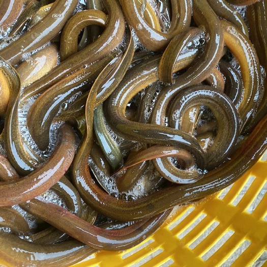 东兴市越南黄鳝