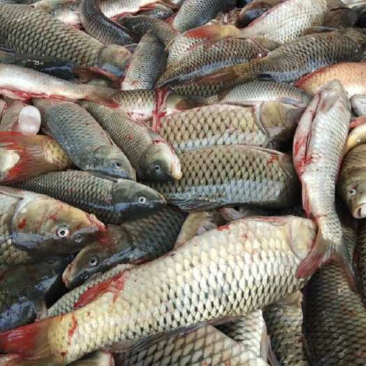 深圳鲤鱼壳，鱼尾鱼身