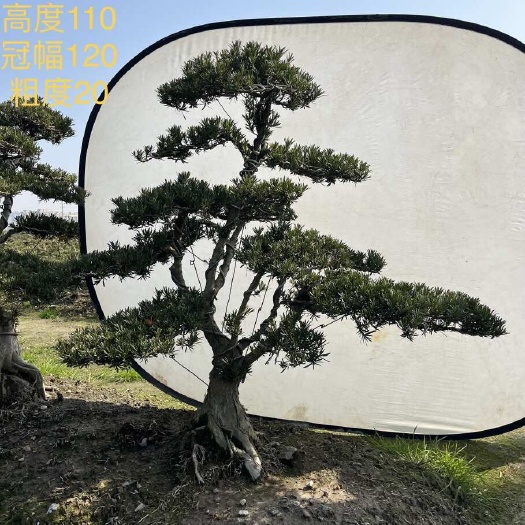 宁波精品小叶雀舌罗汉松，批发共28颗