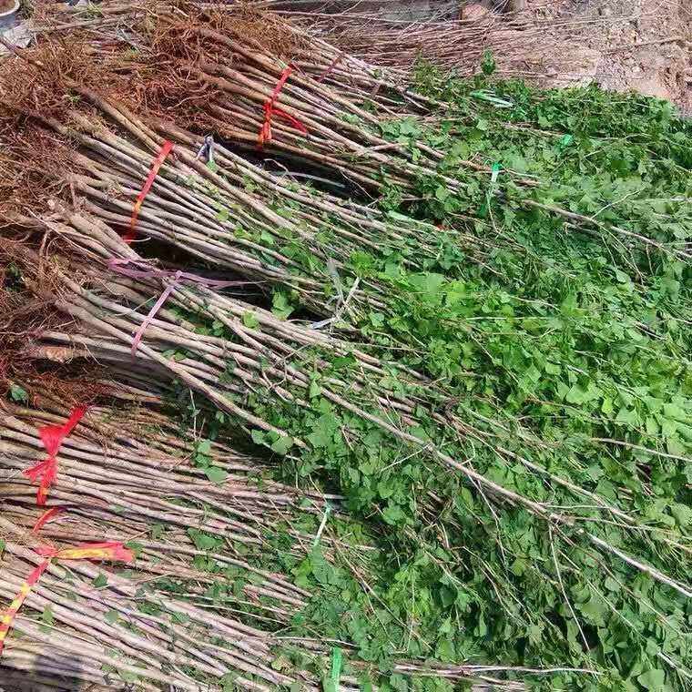 银杏树苗白果树苗，基地直发量大从优