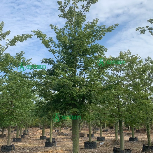 漳州10-35公分美人树 美丽异木棉道路庭院绿化树 广东大腹木棉