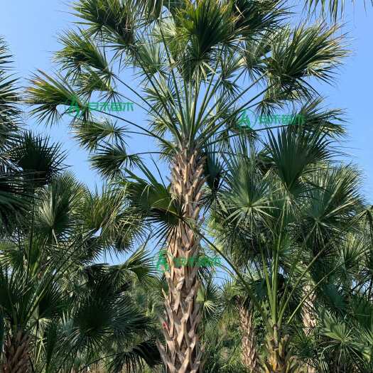 漳州龙鳞榈树 沙巴榈1-5米白菜棕民宿酒店营地景观树一手货源直销