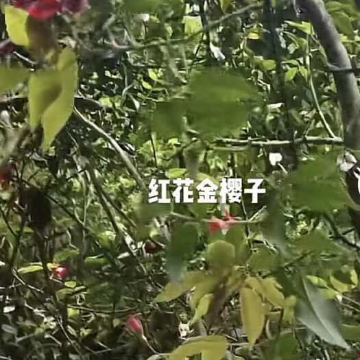 无刺金樱子裸根苗，无刺金樱子苗，红花白花