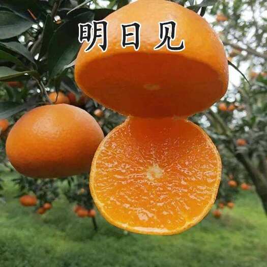  明日见