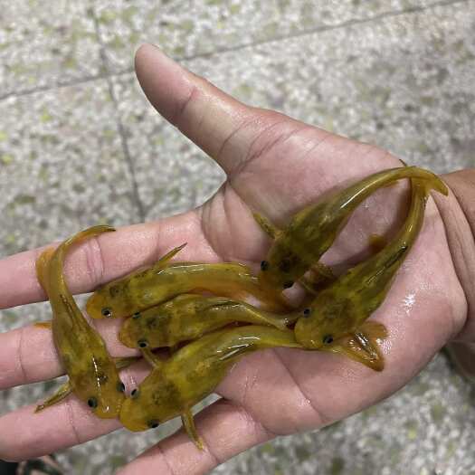 长沙杂交黄骨鱼苗、黄骨鱼苗、黄颡鱼苗、黄辣丁鱼苗