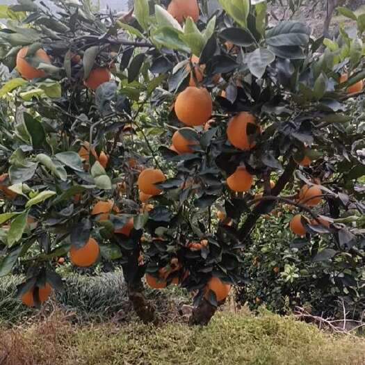 秭归县湖北秭归四季鲜橙