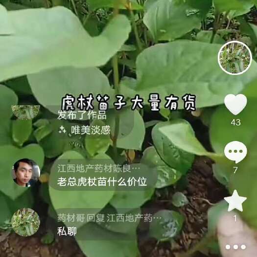 长阳县驯化改良虎杖苗