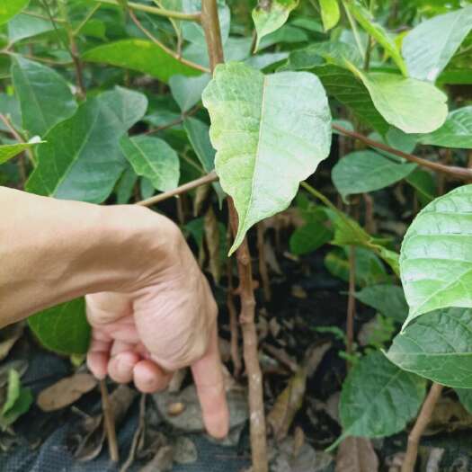 龙州县黑橄榄生苗、西山黑橄榄枝条、嫁接苗