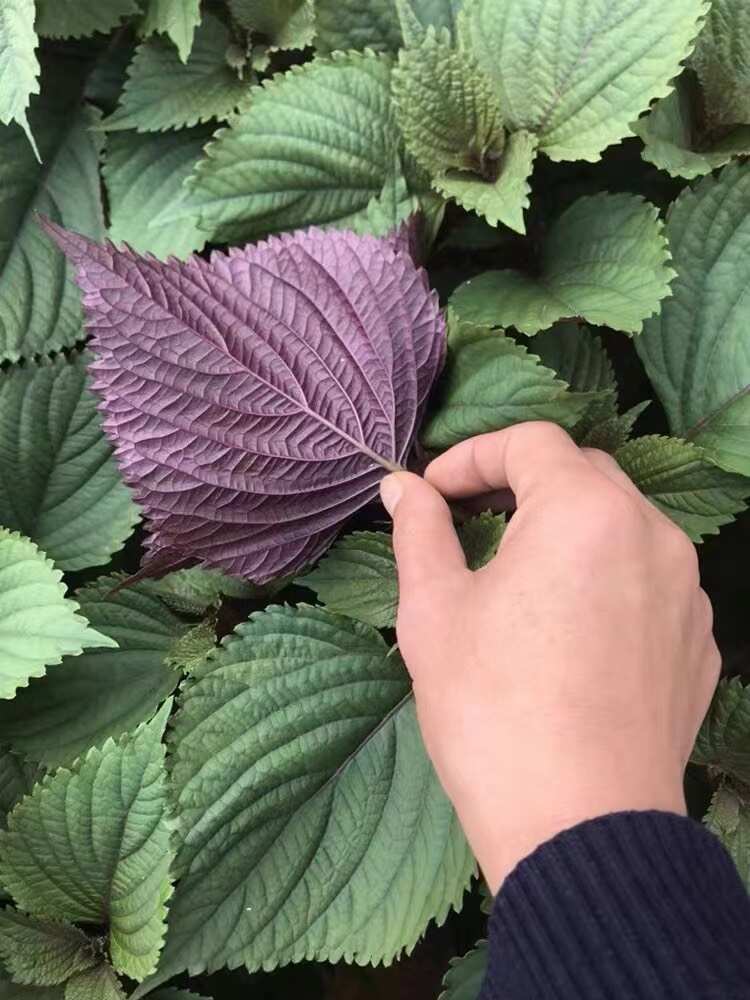 紫苏种子 单面双面全紫苏籽 提供技术指导 种植简单好管理