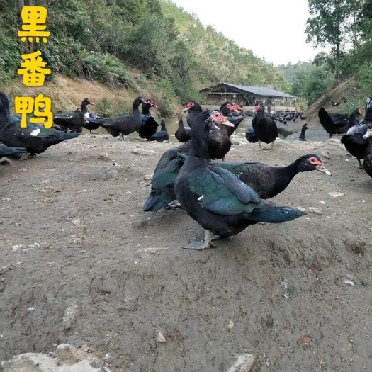 广州黑番鸭苗. 白番鸭苗