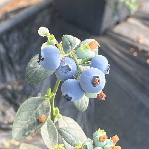 连云港在赣榆有自有种植基地