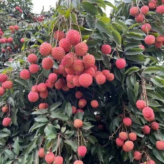 广州2024从化灌村桂味荔枝预售，荔枝种植户，自产自销