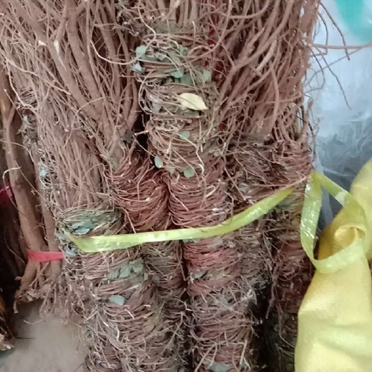 玉林小叶鸡骨草