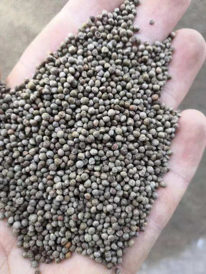 紫苏种子 单面双面全紫苏籽 提供技术指导 种植简单好管理