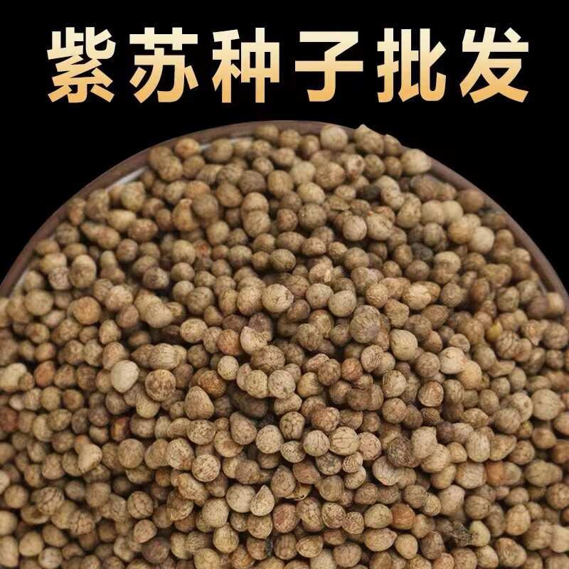 紫苏种子 单面双面全紫苏籽 提供技术指导 种植简单好管理