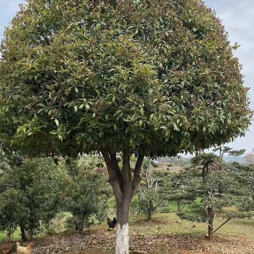  黄金桂花树