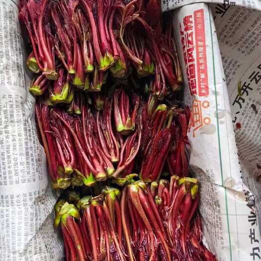 广州香椿