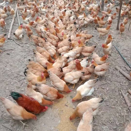 衡阳仙居鸡苗