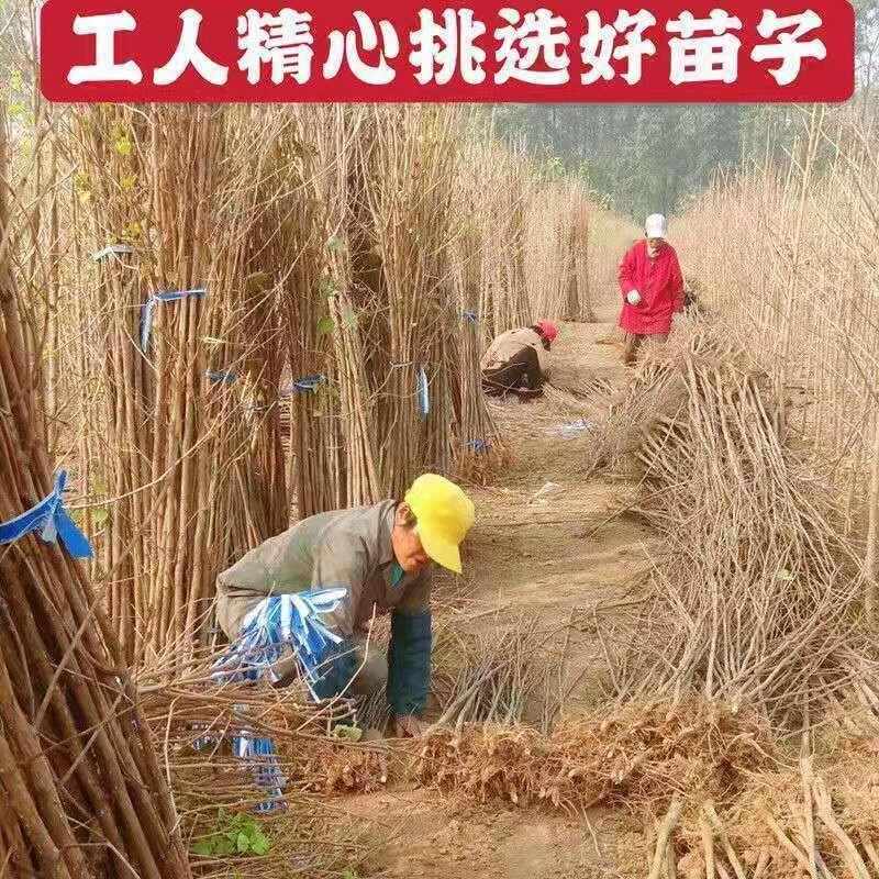 银杏树苗白果树苗，基地直发量大从优