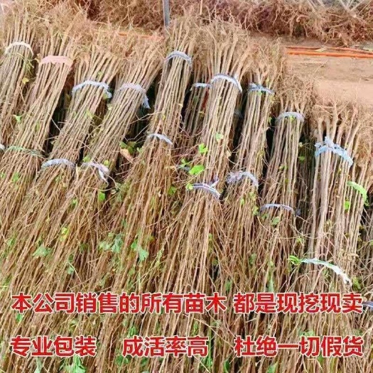 银杏树苗白果树苗，基地直发量大从优