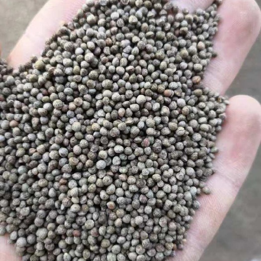 安国市紫苏种子 精品单面紫苏双面紫苏种子 全紫苏叶籽 种植简单好管