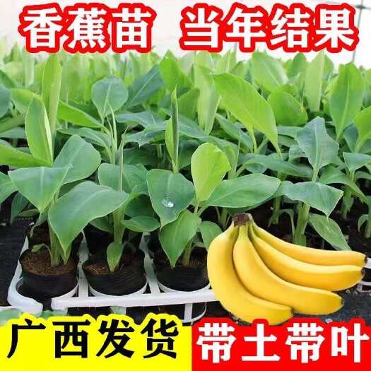 灵山县香蕉苗中蕉9号粉蕉苗皇帝蕉苗广西基地批发带土带叶发货当年结果