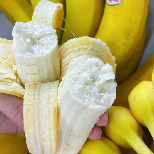 上海精品，精品，精品，香蕉的特写，现加工出库，精品菲律宾二黄蕉，