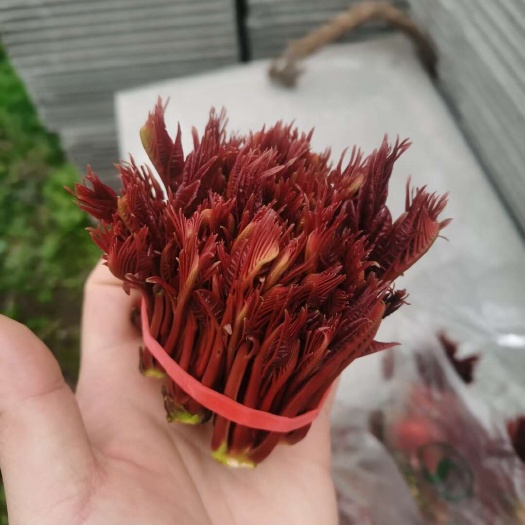 大竹县红油香椿