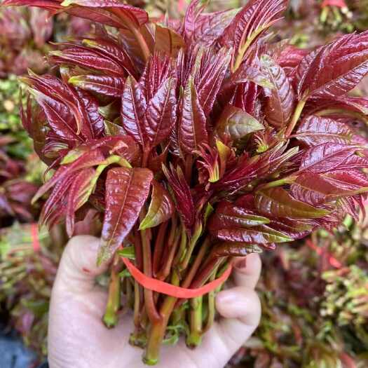 大竹县大竹香椿芽产地直发、一手货源