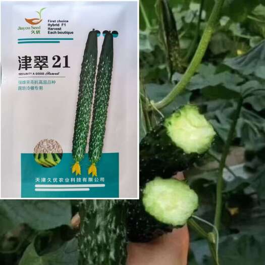 宿迁久优津翠21强雌耐高温黄瓜种子  春翠F1强雌早熟黄瓜种子