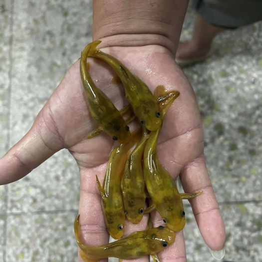  基地直供杂交黄骨鱼苗黄颡鱼苗黄辣丁鱼苗水花苗规格苗