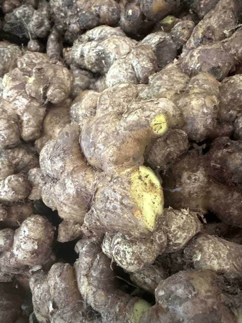 小黄姜姜种   品质保障  货源充足