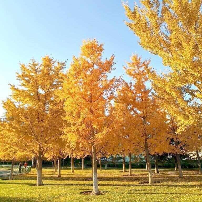 银杏树苗白果树苗，基地直发量大从优