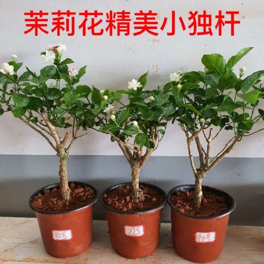 横州市茉莉花苗 茉莉花盆栽带花苞虎头茉莉四季花苗阳台浓香鲜花绿植庭