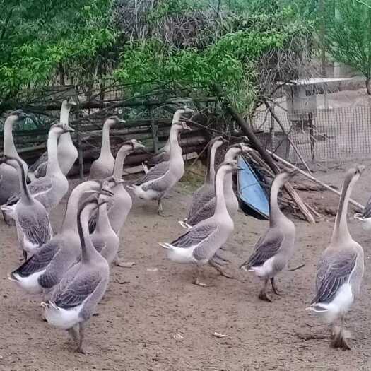 新丰县鹅