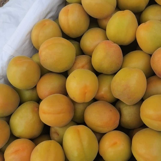 运城金太阳加工厂原料大量供应