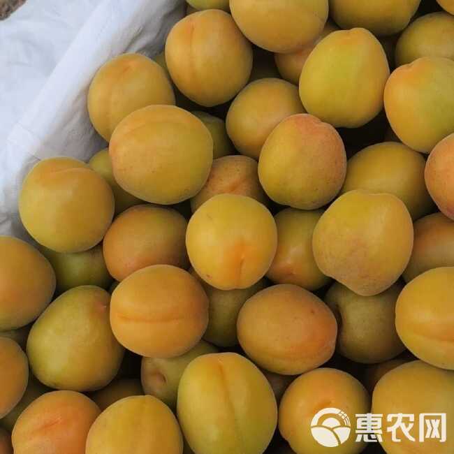 金太阳加工厂原料大量供应